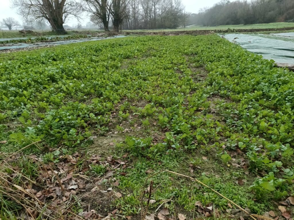 IMG 20251229 124823 917 (1)